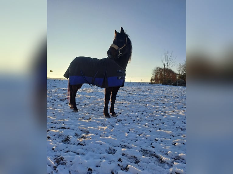 More ponies/small horses Gelding 17 years 13,1 hh Smoky-Black in Giebelstadt