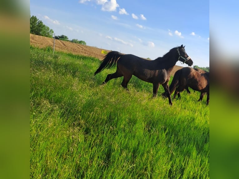 More ponies/small horses Gelding 17 years 13,1 hh Smoky-Black in Giebelstadt