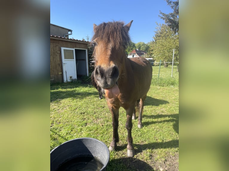 More ponies/small horses Mix Gelding 17 years 13,2 hh Brown in DodowDreil&#xFC;tzow