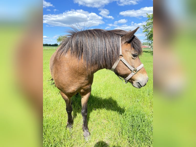 More ponies/small horses Mix Gelding 17 years 13,2 hh Brown in DodowDreil&#xFC;tzow