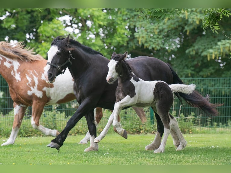More ponies/small horses Gelding 17 years 15.1 hh Pinto in Bunde