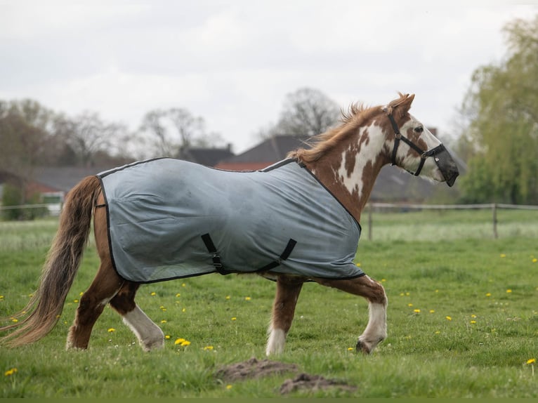 More ponies/small horses Gelding 17 years 15.1 hh Pinto in Bunde