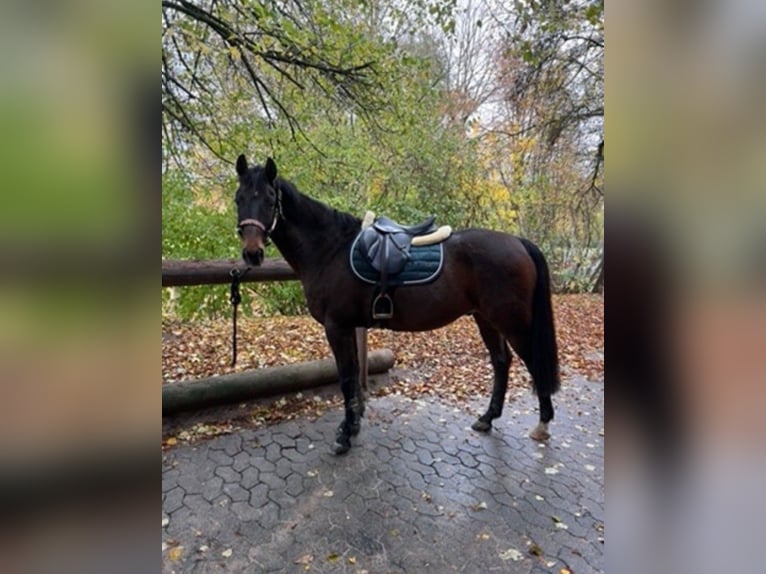 More ponies/small horses Mix Gelding 17 years 15,2 hh Brown in Hünfeld