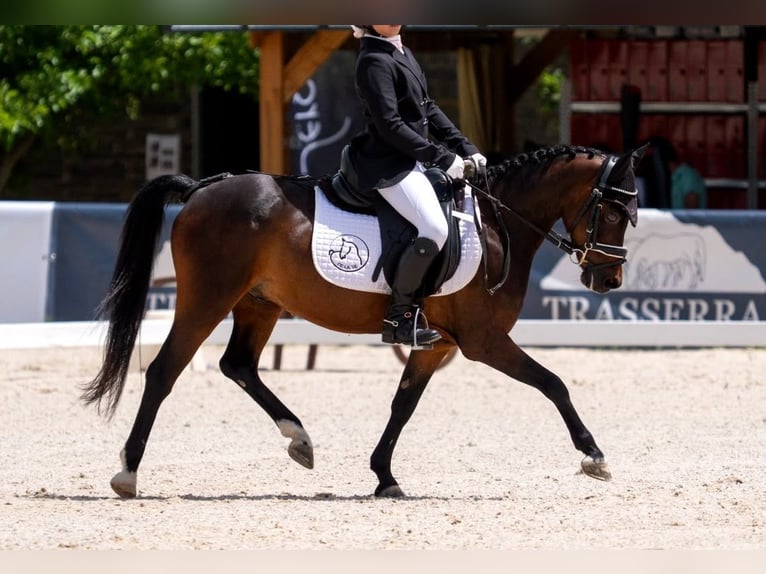More ponies/small horses Gelding 17 years  in Riudarenes