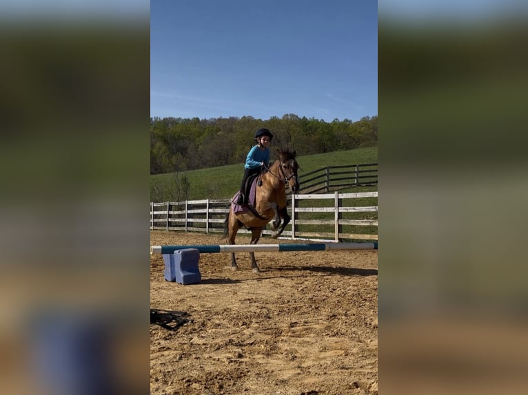 More ponies/small horses Gelding 18 years 11,3 hh Dun in Jonesborough