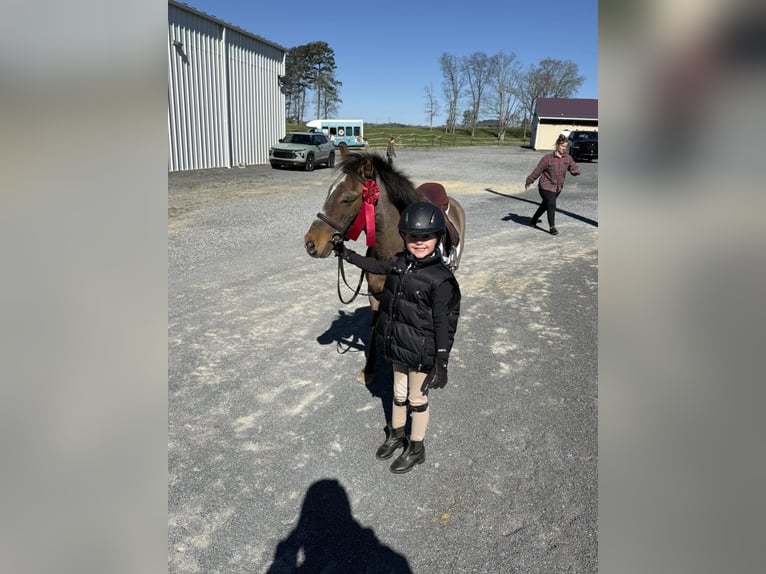More ponies/small horses Gelding 18 years 11,3 hh Dun in Jonesborough