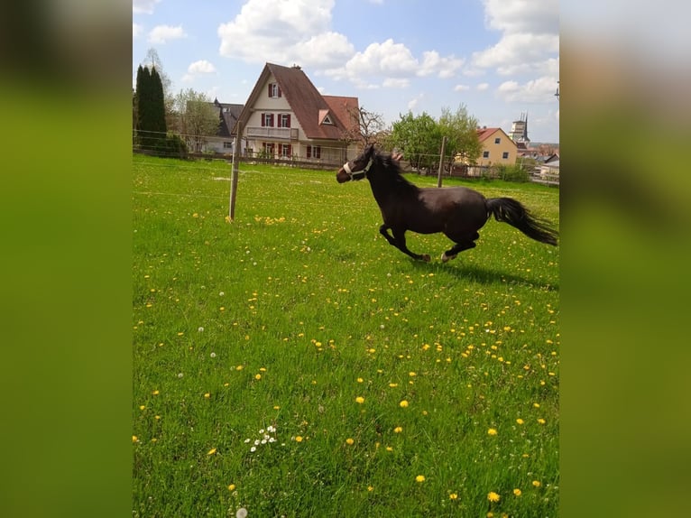 More ponies/small horses Gelding 18 years 13,1 hh Smoky-Black in Giebelstadt