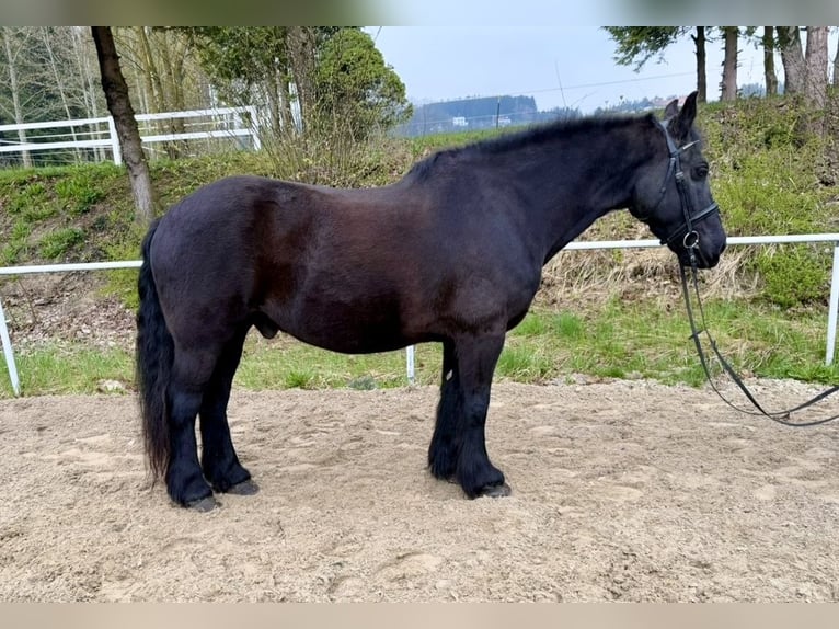 More ponies/small horses Gelding 18 years 14.2 hh Black in Pelmberg