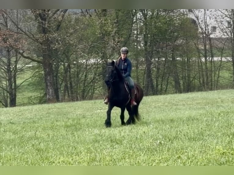 More ponies/small horses Gelding 18 years 14,2 hh Black in Pelmberg