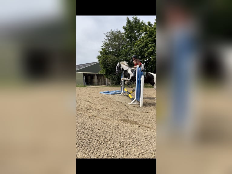 More ponies/small horses Mix Gelding 18 years 15 hh Pinto in Neunkirchen-Seelscheid