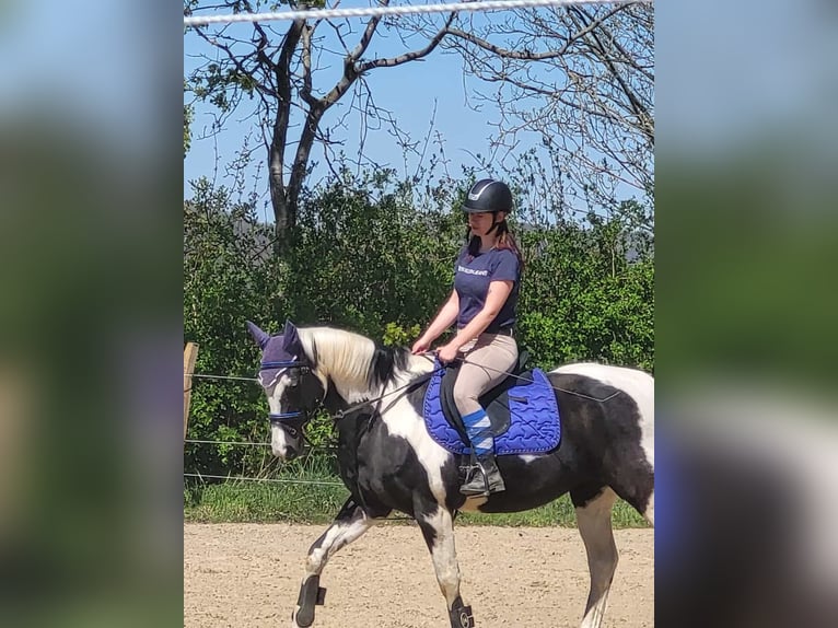 More ponies/small horses Mix Gelding 18 years 15 hh Pinto in Neunkirchen-Seelscheid
