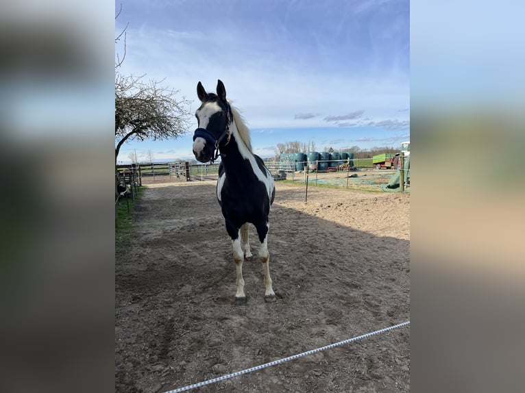 More ponies/small horses Mix Gelding 18 years 15 hh Pinto in Neunkirchen-Seelscheid