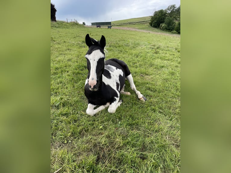 More ponies/small horses Mix Gelding 18 years 15 hh Pinto in Neunkirchen-Seelscheid