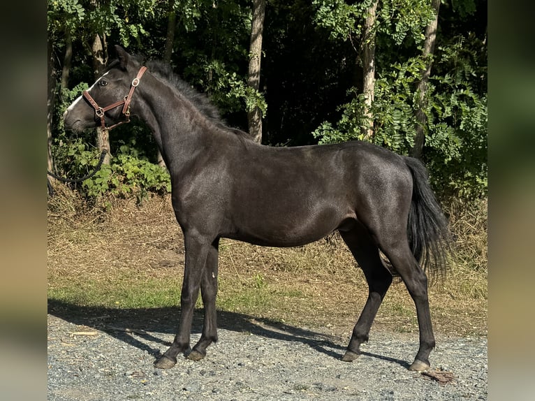 More ponies/small horses Gelding 1 year 12.2 hh Black in Reinersdorf