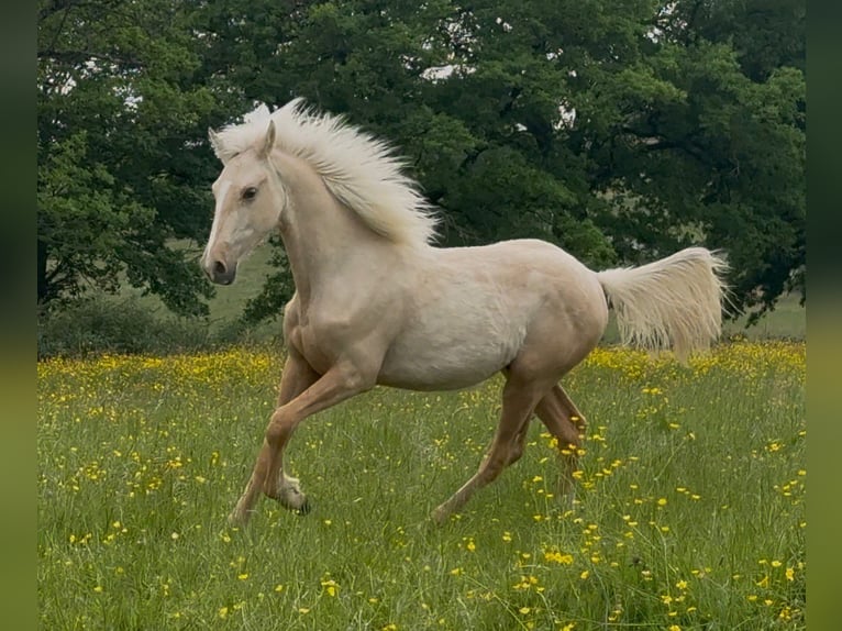 More ponies/small horses Mix Gelding 1 year 15.1 hh Palomino in Montceau-les-Mines