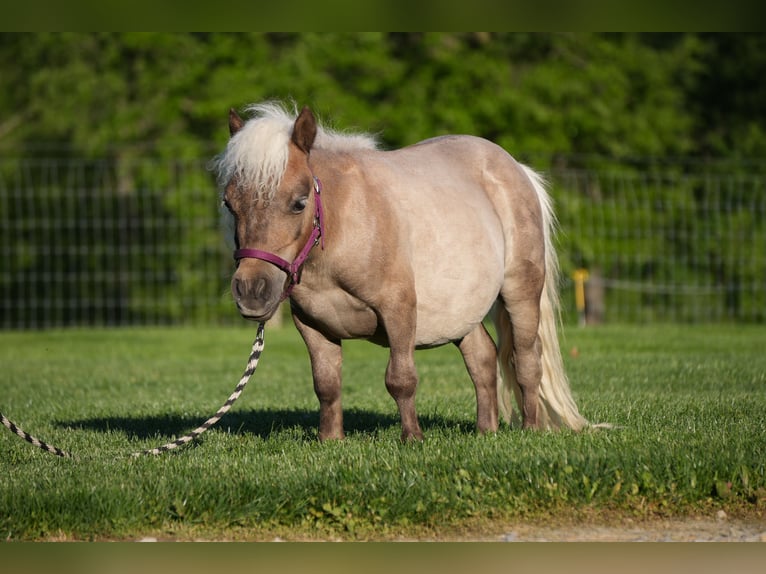 More ponies/small horses Gelding 1 year 6.1 hh  in Fresno