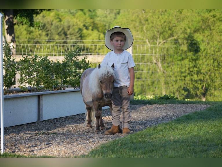 More ponies/small horses Gelding 1 year 6.1 hh  in Fresno