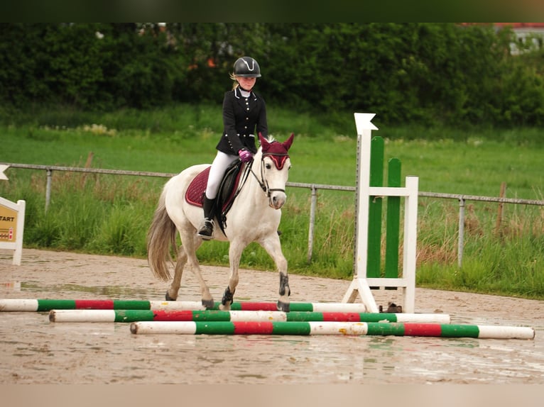 More ponies/small horses Gelding 20 years 12,2 hh Grey in Eschbach
