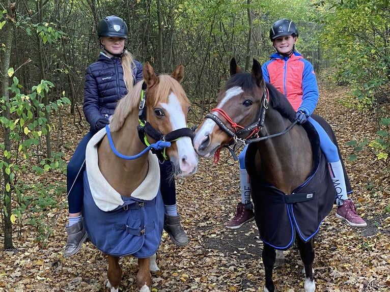 More ponies/small horses Gelding 21 years 14,1 hh Chestnut-Red in MildstedtMildstedt