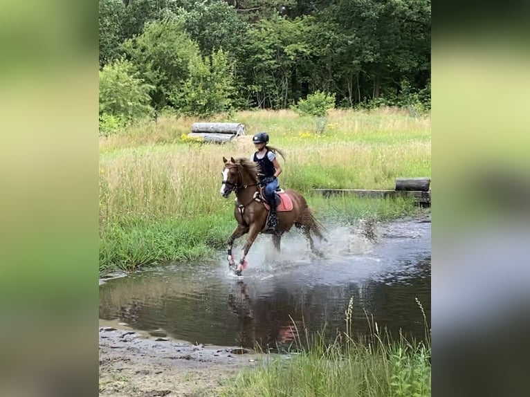 More ponies/small horses Gelding 21 years 14,1 hh Chestnut-Red in MildstedtMildstedt