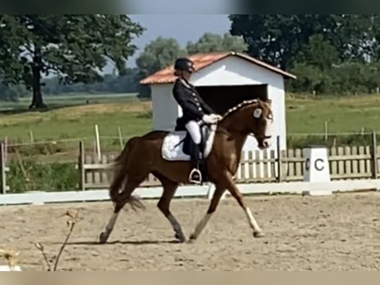 More ponies/small horses Gelding 21 years 14,1 hh Chestnut-Red in MildstedtMildstedt