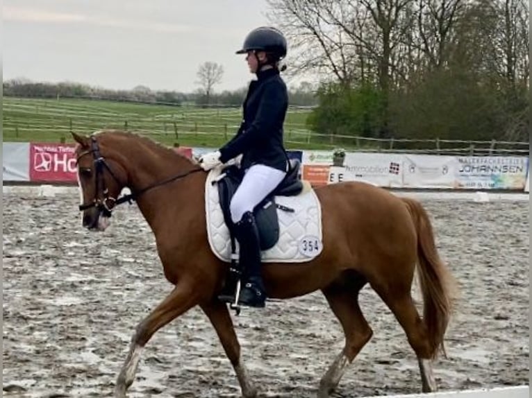 More ponies/small horses Gelding 21 years 14,1 hh Chestnut-Red in MildstedtMildstedt