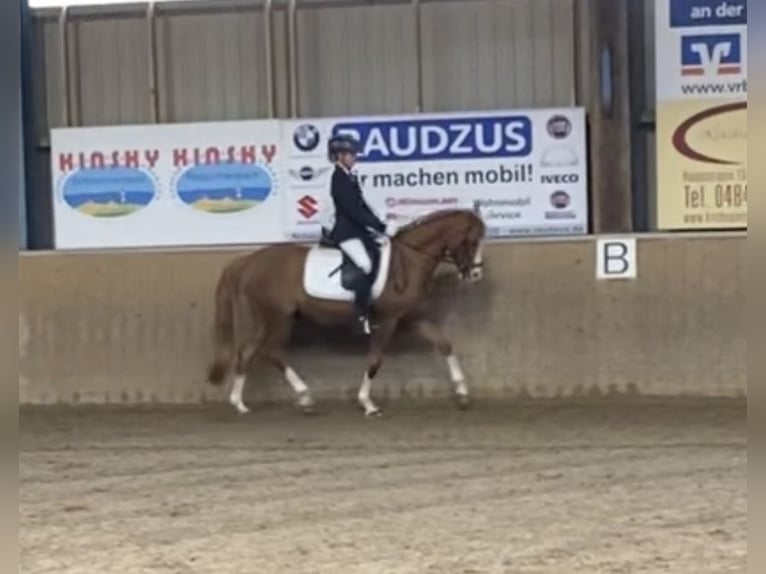 More ponies/small horses Gelding 21 years 14,1 hh Chestnut-Red in MildstedtMildstedt