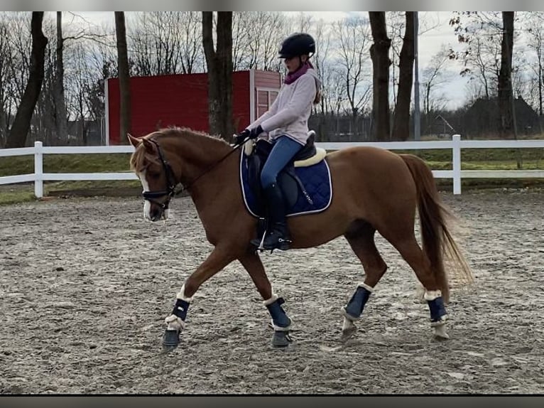 More ponies/small horses Gelding 21 years 14,1 hh Chestnut-Red in MildstedtMildstedt