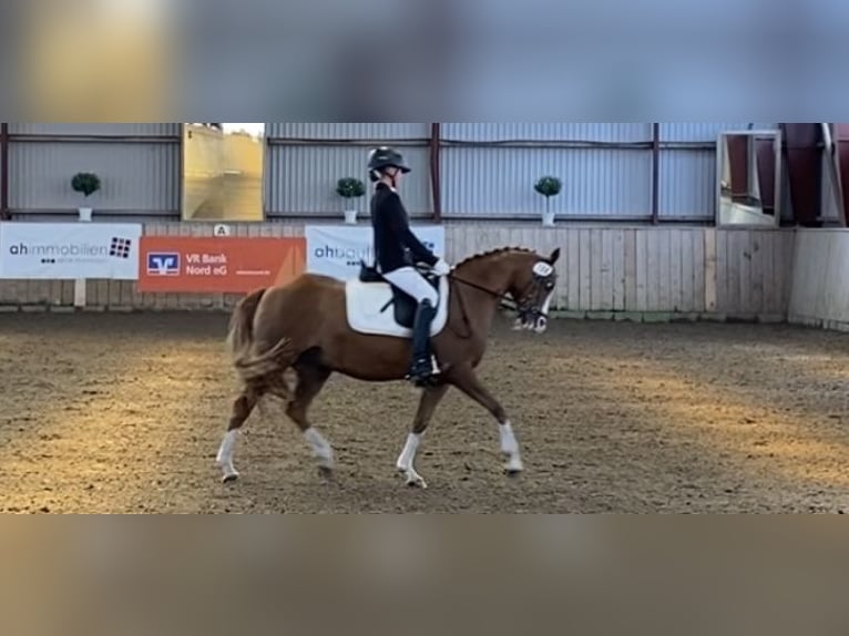 More ponies/small horses Gelding 21 years 14,1 hh Chestnut-Red in MildstedtMildstedt