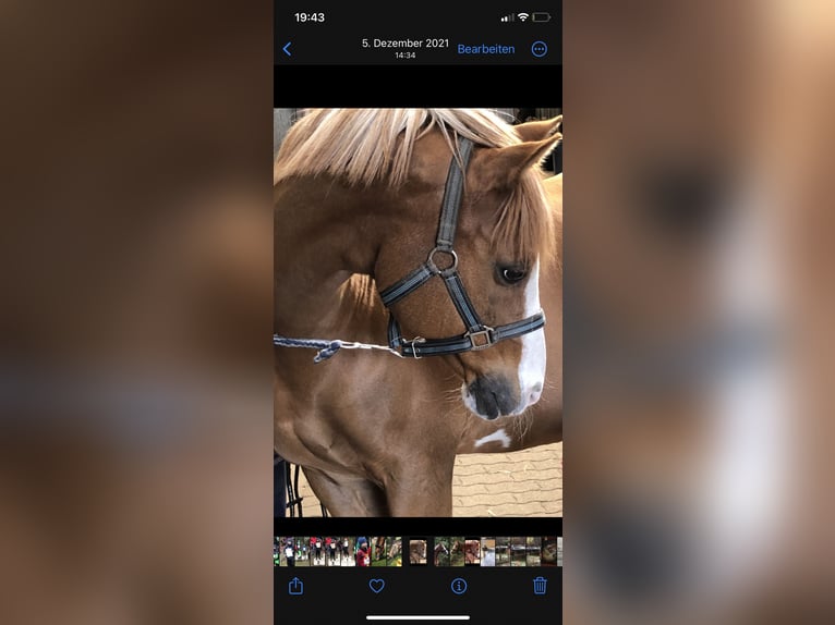 More ponies/small horses Gelding 21 years 14,1 hh Chestnut-Red in MildstedtMildstedt