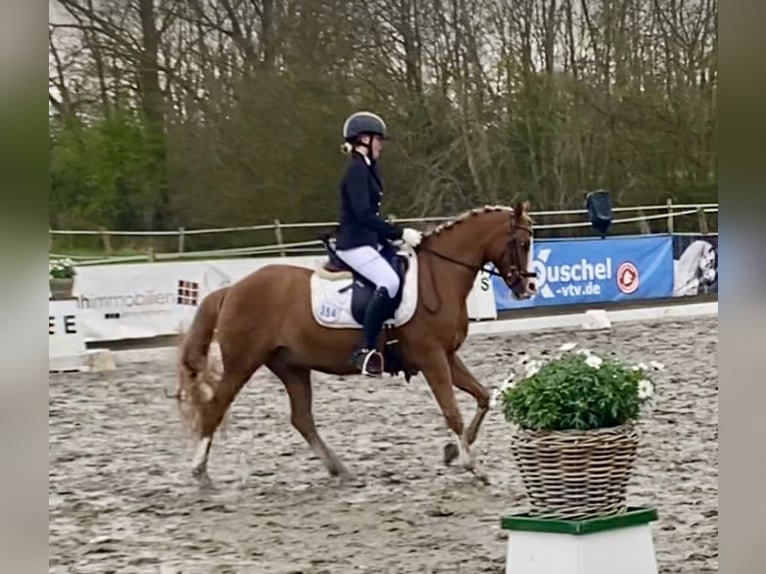 More ponies/small horses Gelding 21 years 14,1 hh Chestnut-Red in MildstedtMildstedt