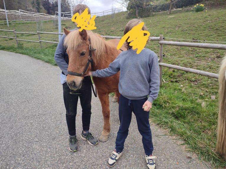 More ponies/small horses Gelding 22 years 12.2 hh Grey in Verrens arvey
