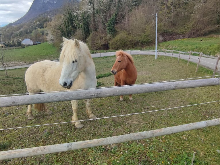 More ponies/small horses Gelding 22 years 12.2 hh Grey in Verrens arvey