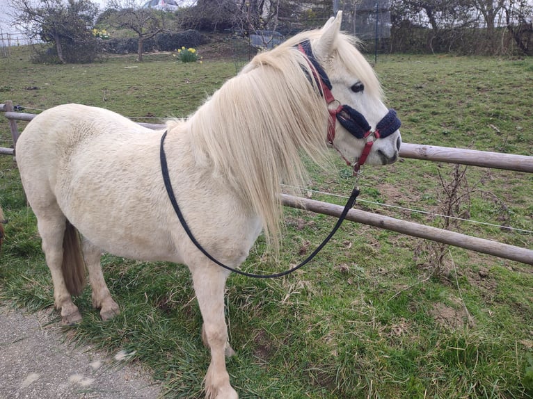 More ponies/small horses Gelding 22 years 12,2 hh Grey in Verrens arvey