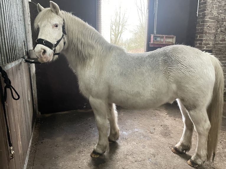 More ponies/small horses Mix Gelding 25 years 14 hh Grey in Wesel
