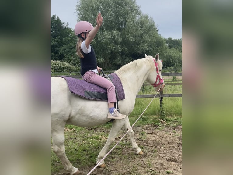 More ponies/small horses Mix Gelding 25 years 14 hh Grey in Wesel