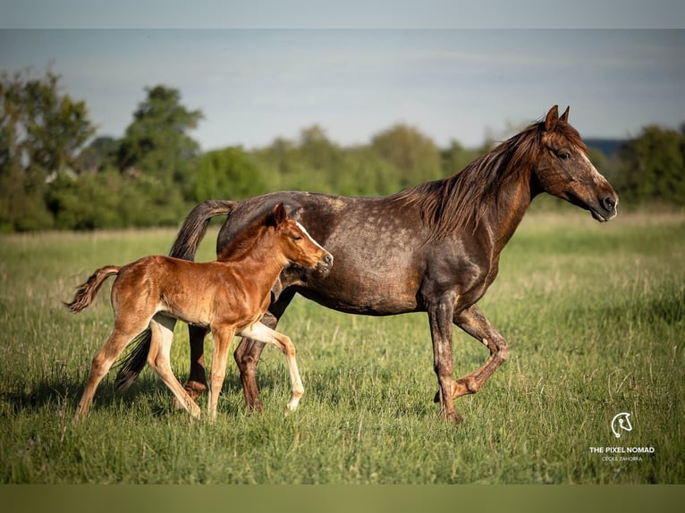 More ponies/small horses Mix Gelding 2 years 14.1 hh Chestnut-Red in Pohlheim