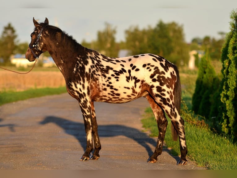 More ponies/small horses Gelding 2 years 14 hh Leopard-Piebald in Skibin