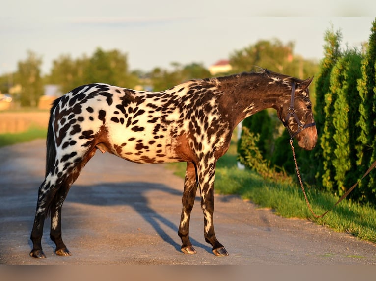 More ponies/small horses Gelding 2 years 14 hh Leopard-Piebald in Skibin