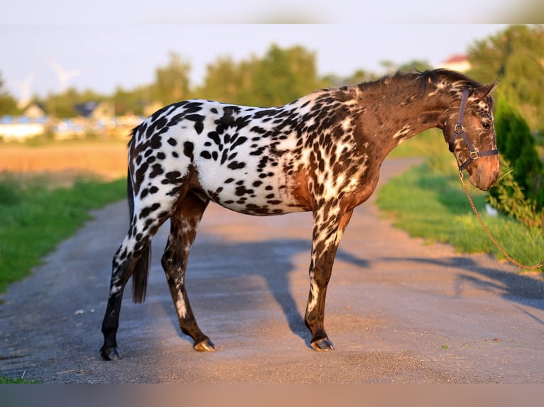 More ponies/small horses Gelding 2 years 14 hh Leopard-Piebald in Skibin