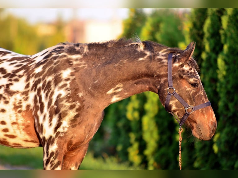 More ponies/small horses Gelding 2 years 14 hh Leopard-Piebald in Skibin