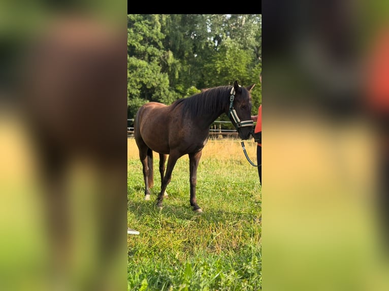 More ponies/small horses Mix Gelding 2 years Black in Scharbeutz