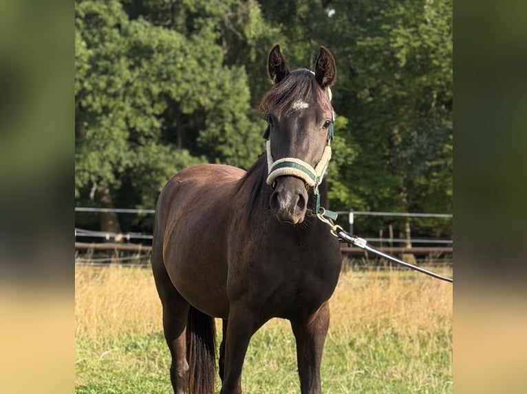 More ponies/small horses Mix Gelding 2 years Black in Scharbeutz