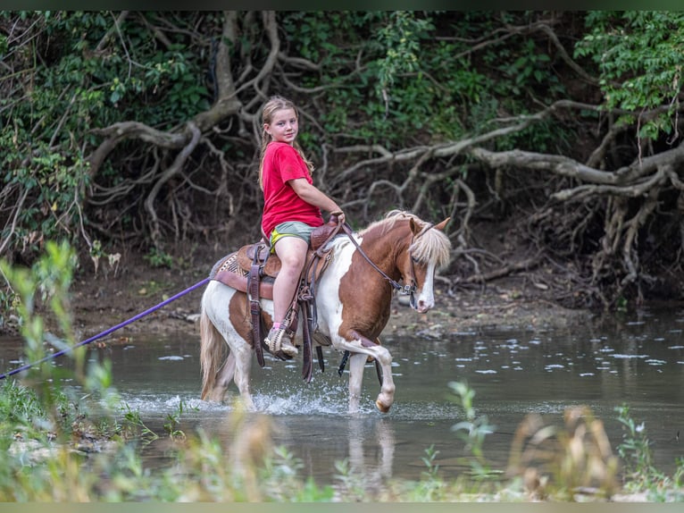 More ponies/small horses Gelding 3 years 10 hh Pinto in Ewing