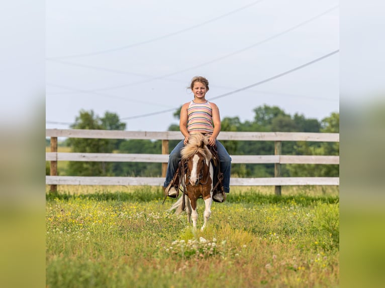 More ponies/small horses Gelding 3 years 10 hh Pinto in Ewing