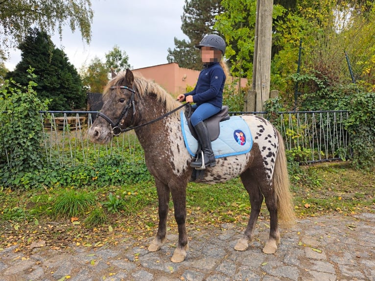 More ponies/small horses Gelding 3 years 11.1 hh Leopard-Piebald in Linkenbach