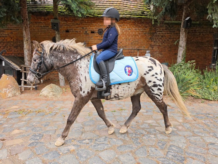 More ponies/small horses Gelding 3 years 11.1 hh Leopard-Piebald in Linkenbach