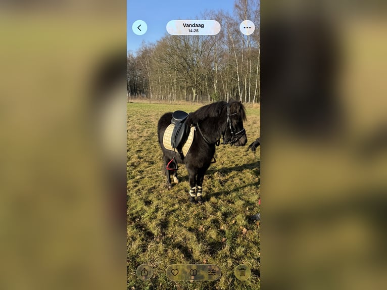 More ponies/small horses Gelding 3 years 11,2 hh Black in Beerse