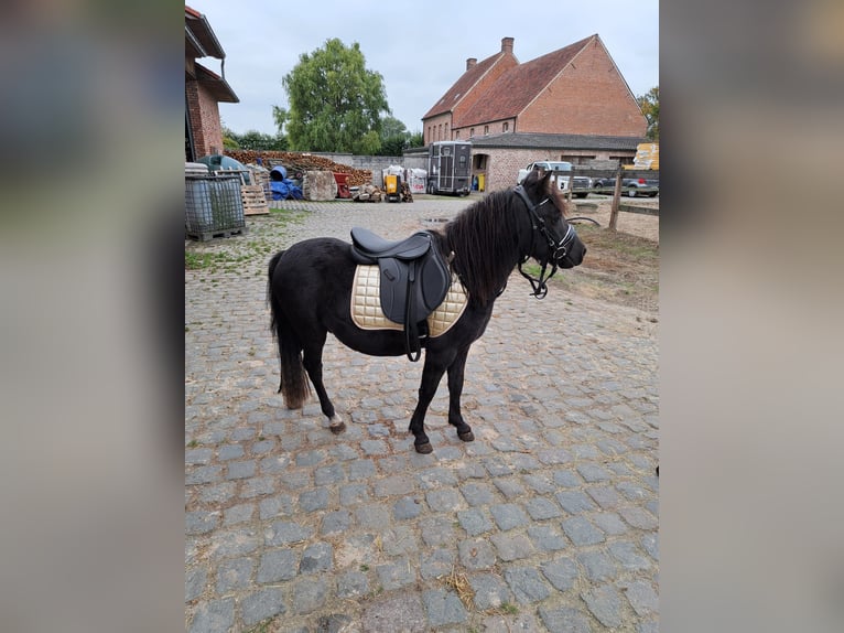 More ponies/small horses Gelding 3 years 11,2 hh Black in Beerse