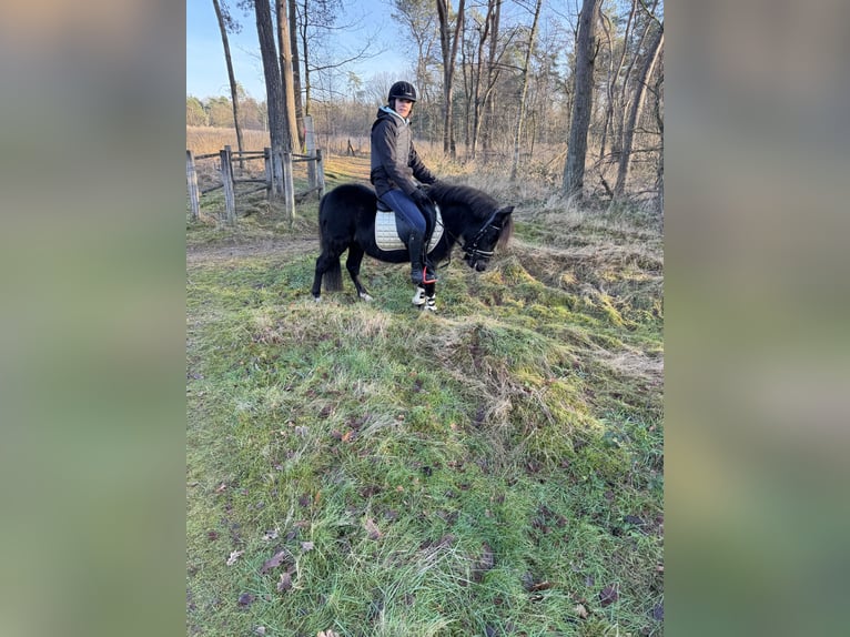 More ponies/small horses Gelding 3 years 11,2 hh Black in Beerse